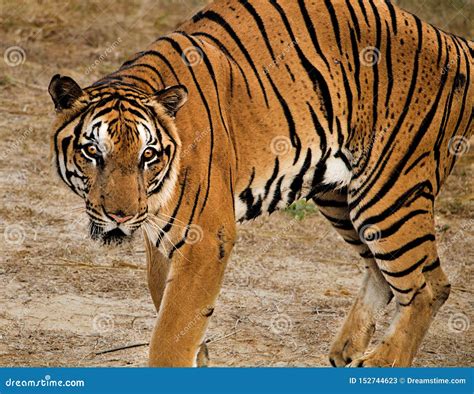 Hunting Bengal Tiger Crounching To Hunt Its Prey Stock Image | CartoonDealer.com #152744623