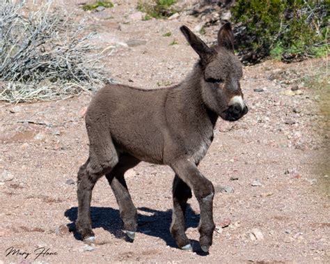 Best Wild Burro Day EVER - Tales from the Backroad