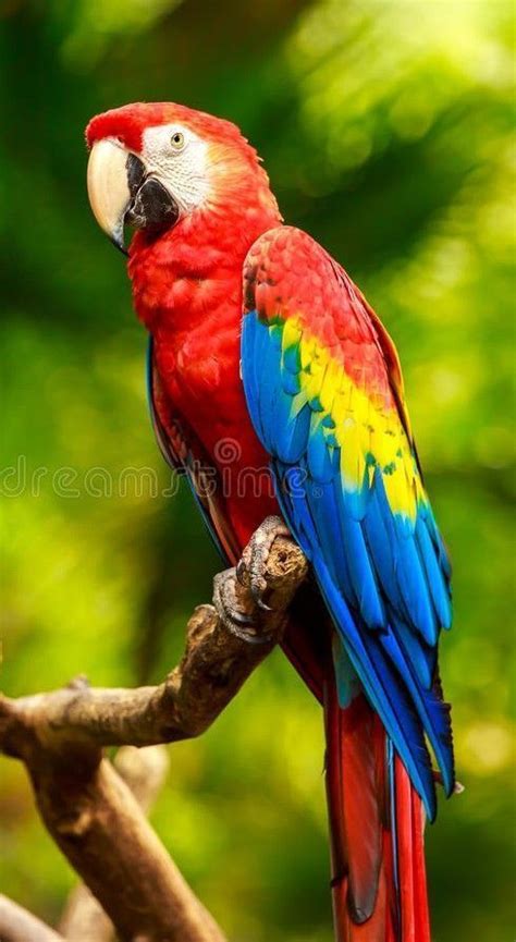 The colorful world of macaw parrots – Artofit