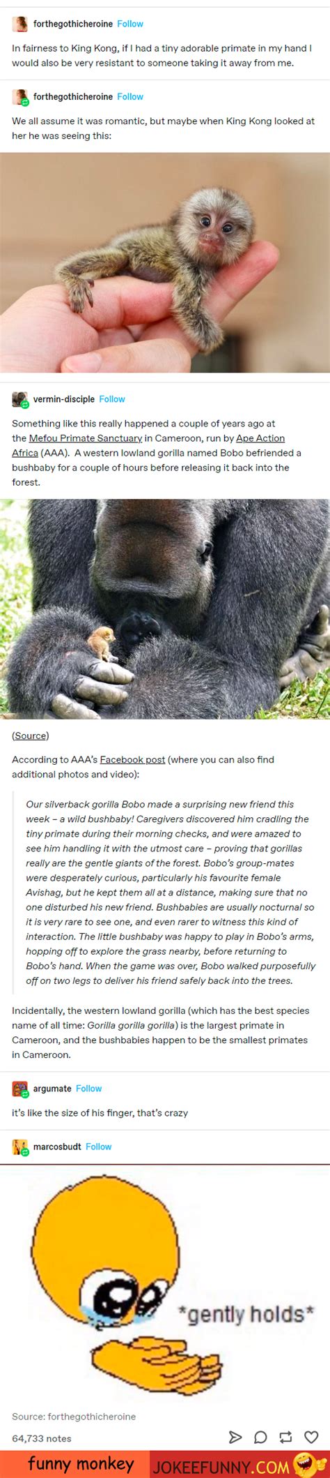 MONKEY OOH OOH AH AH : r/CuratedTumblr