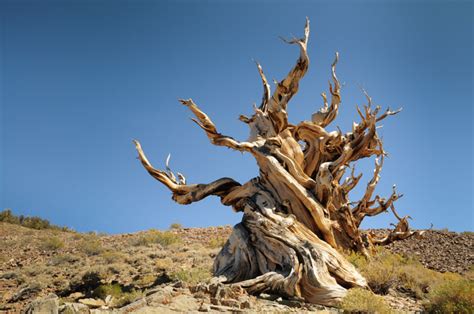 The Amazing World : Methuselah Tree (World's Oldest Tree), Inyo County ...