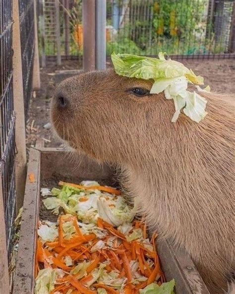 The Fascinating Relationship Between Crocodiles and Capybaras - Baby ...