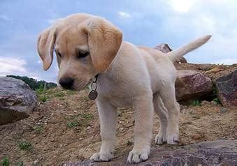 All About the Miniature Labrador: The Ultimate Guide