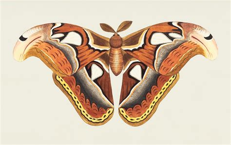 Icarus or Papilio Icarus illustration from The Naturalist's Miscel.. | Free public domain ...