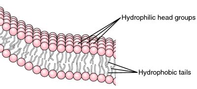 Lipid bilayers; Bilayers, Lipid