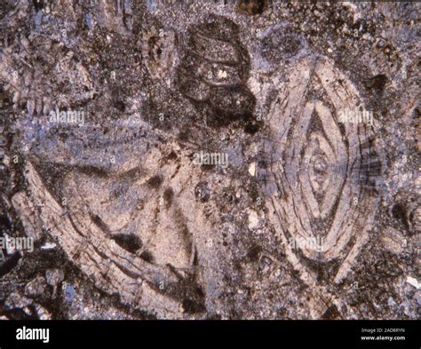 Fossils in limestone Thin section under the microscope 100x Stock Photo - Alamy