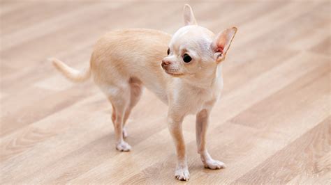 Teacup Chihuahua - Is This Tiny Pup The Perfect Pet For You?