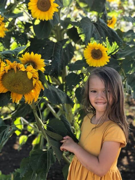 19 Easy Sunflower Garden Ideas (Add Charm To Your Yard!) - Green Garden Cottage