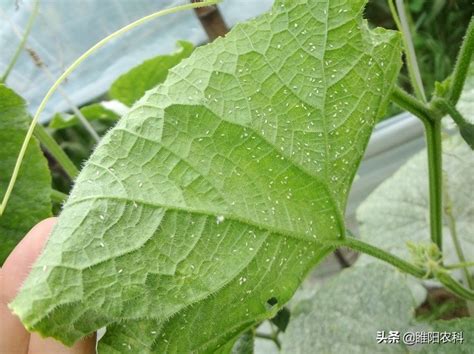 Whitefly enter the outbreak period, and these methods can be used to ...