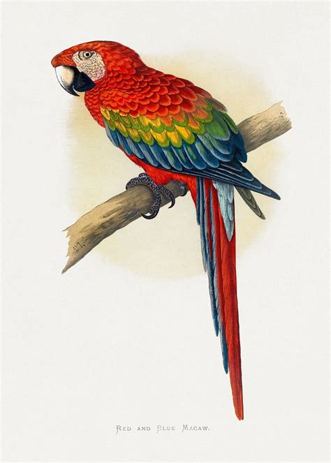 Parrots in Captivity CC0 Illustrations (1884) | Public Domain vintage wood engraved plates ...