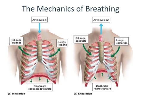 Mechanics of Pulmonary Ventilation & Pressure changes during Respiratory cycle | Science online