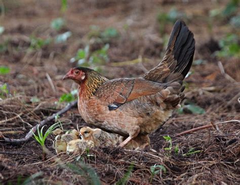 Pictures and information on Red Junglefowl