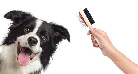 Border Collie Grooming - Step By Step Guide And Top Tips To Healthy Fur