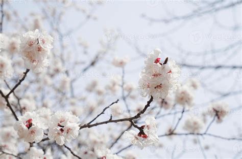 Cherry Blossom Landscape in Korea 18787339 Stock Photo at Vecteezy