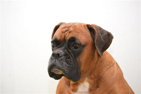 Boxer Puppy Training Tips | Canna-Pet®