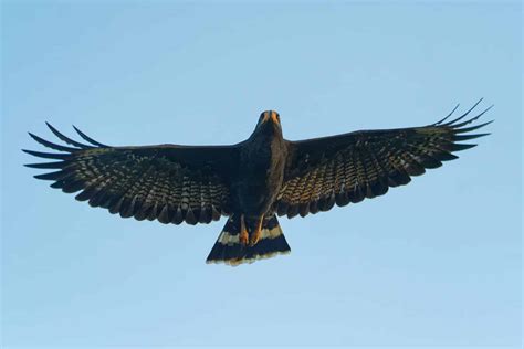 Hawks In New Mexico: 14 Species You've Got To See