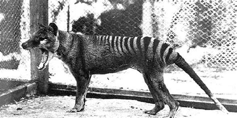 Tasmanian Tigers Are Extinct, So Why Are Locals Reporting Sightings?