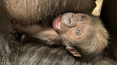 New addition at DC zoo: Baby gorilla is first to be born in five years ...