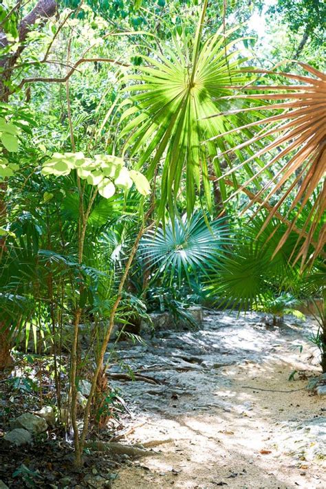 Chit Palm Tree Leaves Yucatan Rainforest Mexico Stock Photos - Free & Royalty-Free Stock Photos ...