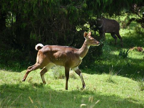 Bale Mountains National Park -A Photographic Safari Adventure