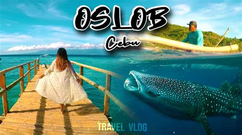 OSLOB CEBU | Giant Whale Shark Watching and Majestic Sumilon Island Sandbar - YouTube