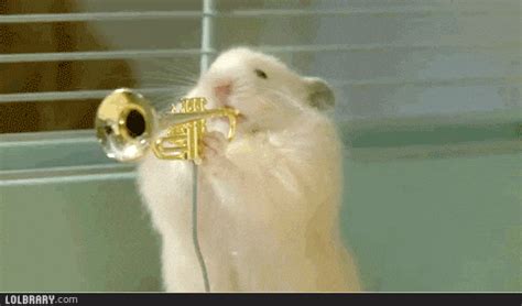 Hamsters GIFs - Find & Share on GIPHY