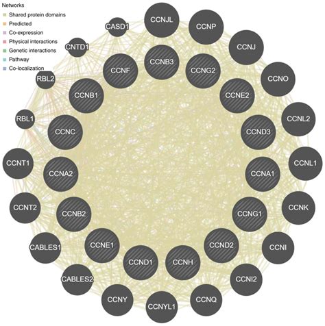 Cyclin genes as potential novel prognostic biomarkers and therapeutic targets in breast cancer