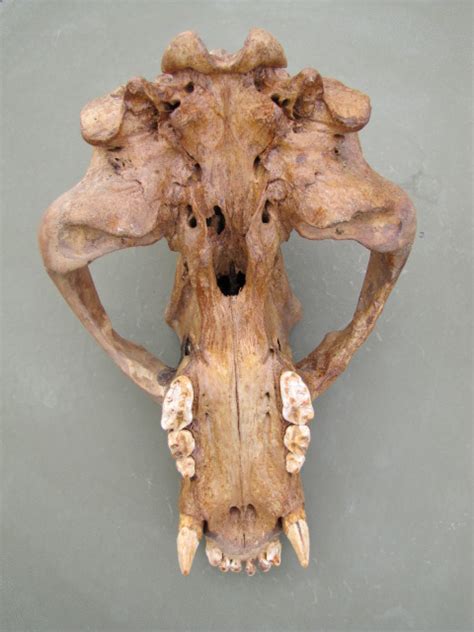 Sold Price: Cave Bear Skull Fossil European Nearly Complete - May 6 ...