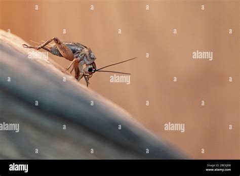 Cricket animal hi-res stock photography and images - Alamy