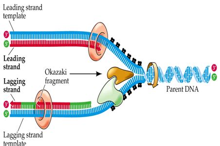 Leading and Lagging strand | Biology lessons, Dna replication, Dna