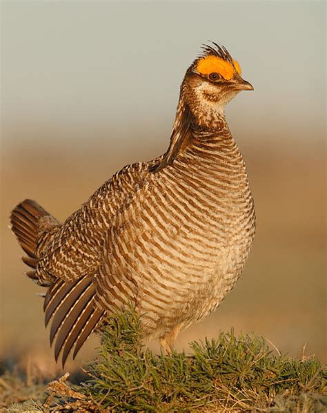 Oklahoma Farm Report - Lesser Prairie Chicken Could Soon Pose a Bigger ...