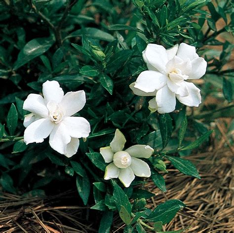 Radicans Dwarf Gardenia Shrubs at Lowes.com