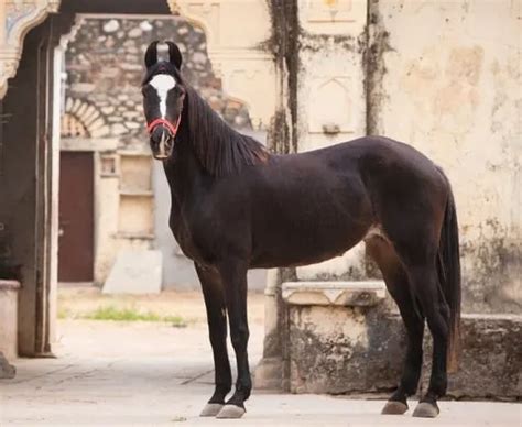 7 Medieval War Horse Breeds & Their History - Horsey Hooves