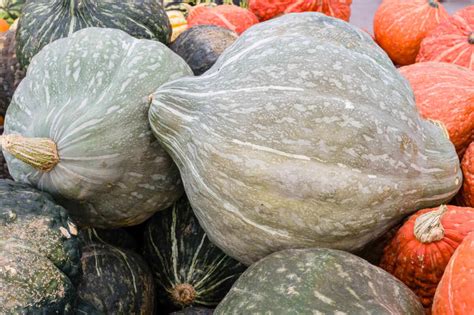 The Modern Farmer Guide to Winter Squash Varieties - Modern Farmer