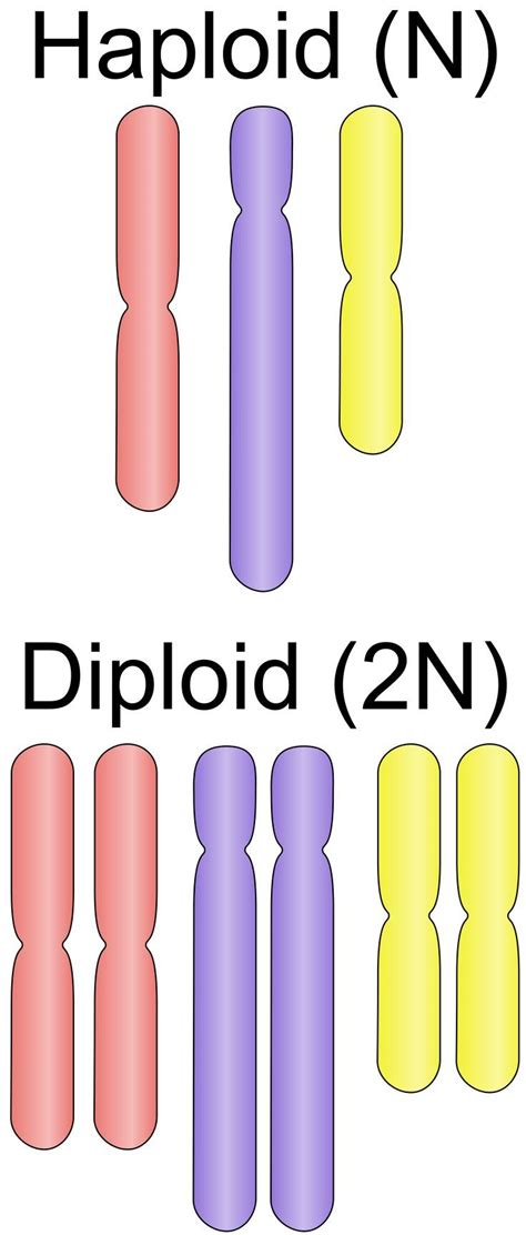 Ploïdia. | Biology classroom, Teaching biology, Biology lessons