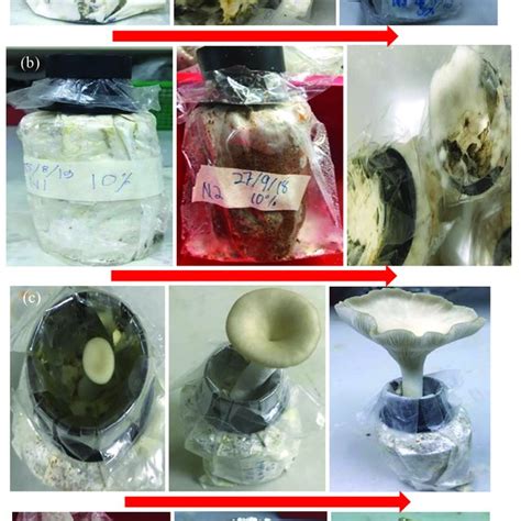 Progression fruiting body growth (red arrows: from mycelium growth... | Download Scientific Diagram