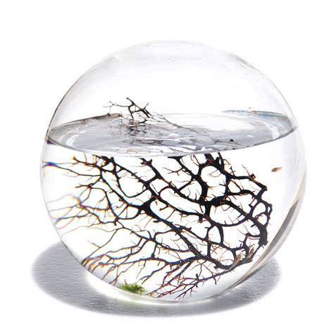 EcoSphere ~ a self-sustaining ecosystem~cool | Ecosphere, Sphere ...