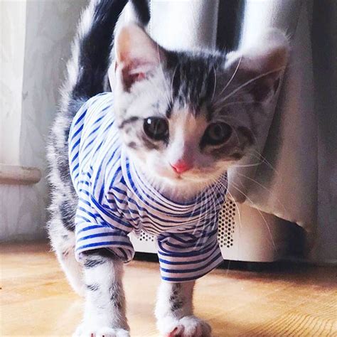 Warm Cat Clothes Autumn Winter Pet Clothing For Small Cats | Etsy