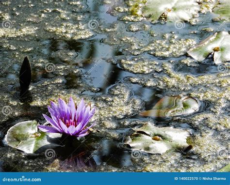 Purple Water Lily Flower in a Pond Stock Photo - Image of beautiful, pond: 140022570