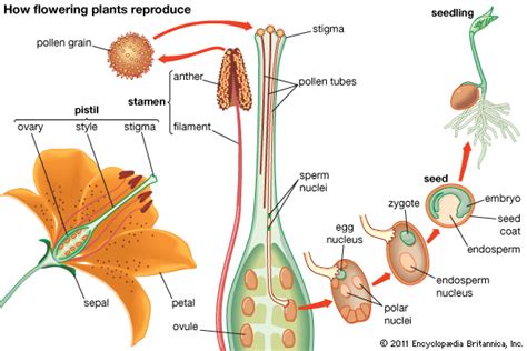 how flowering plants reproduce -- Kids Encyclopedia | Children's ...