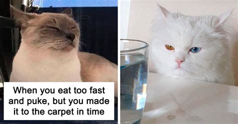 30 Hilarious Cat Memes All Cat Owners Will Be Able To Relate To | DeMilked