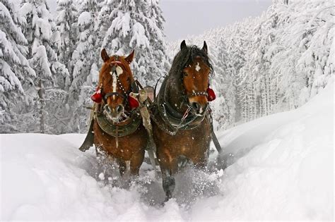 Jingle Bells | Horses in snow, Horse wallpaper, Winter horse