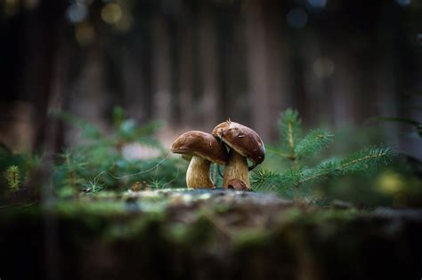 Mushroom Forest Wallpaper (64+ images)