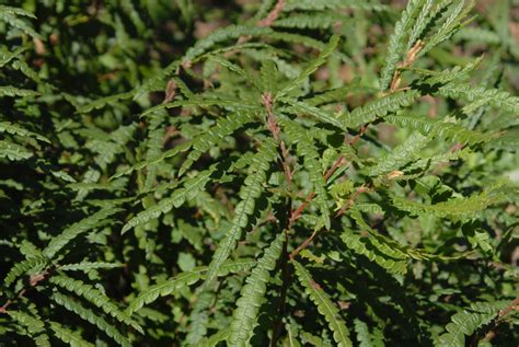 Comptonia peregrina (Sweet Fern) | North Carolina Extension Gardener Plant Toolbox