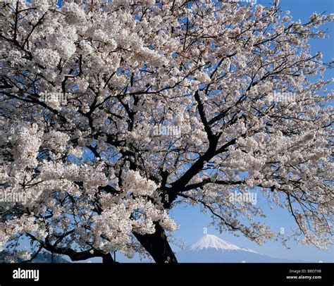 Mt.Fuji And Cherry Blossoms Stock Photo - Alamy