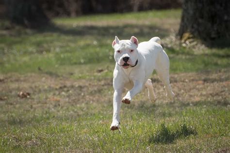 5+ Best Dogo Argentino Breeders In The United States