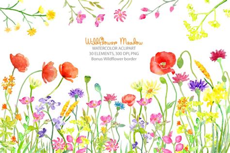 Watercolor Wild flower Meadow | Illustrations ~ Creative Market