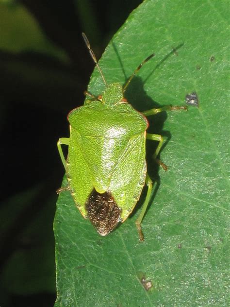 Free photo: Green insect - Bugs, Grass, Green - Free Download - Jooinn