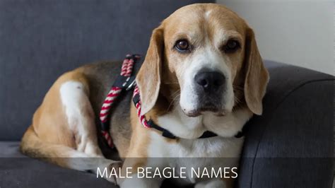 Ultimate List of the Top 250+ Beagle Dog Names - Cute and Popular Puppy ...