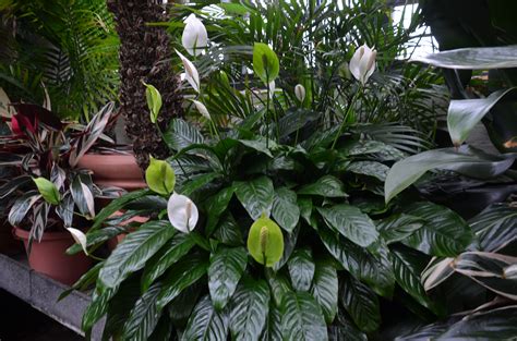 Peace Lily And Anthurium Plants Around Home Or Office | What Grows There :: Hugh Conlon ...